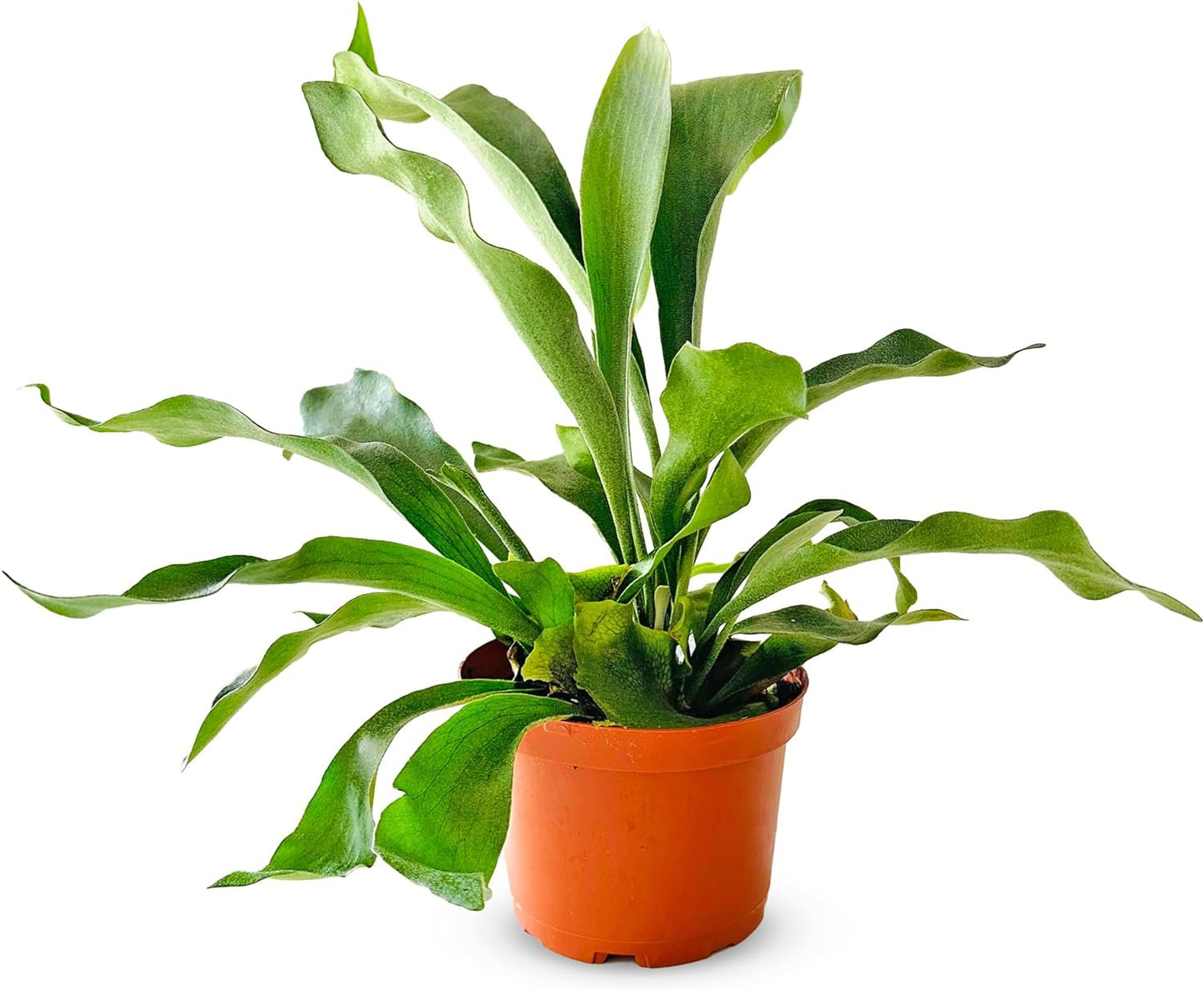 Staghorn Fern