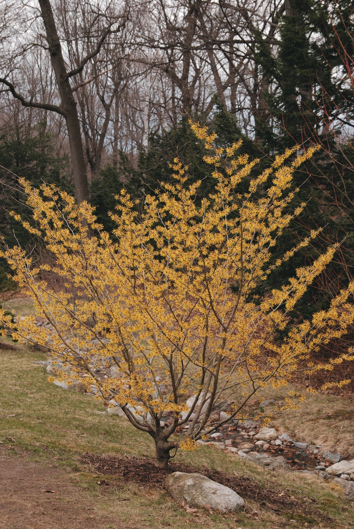 American Witch-Hazel