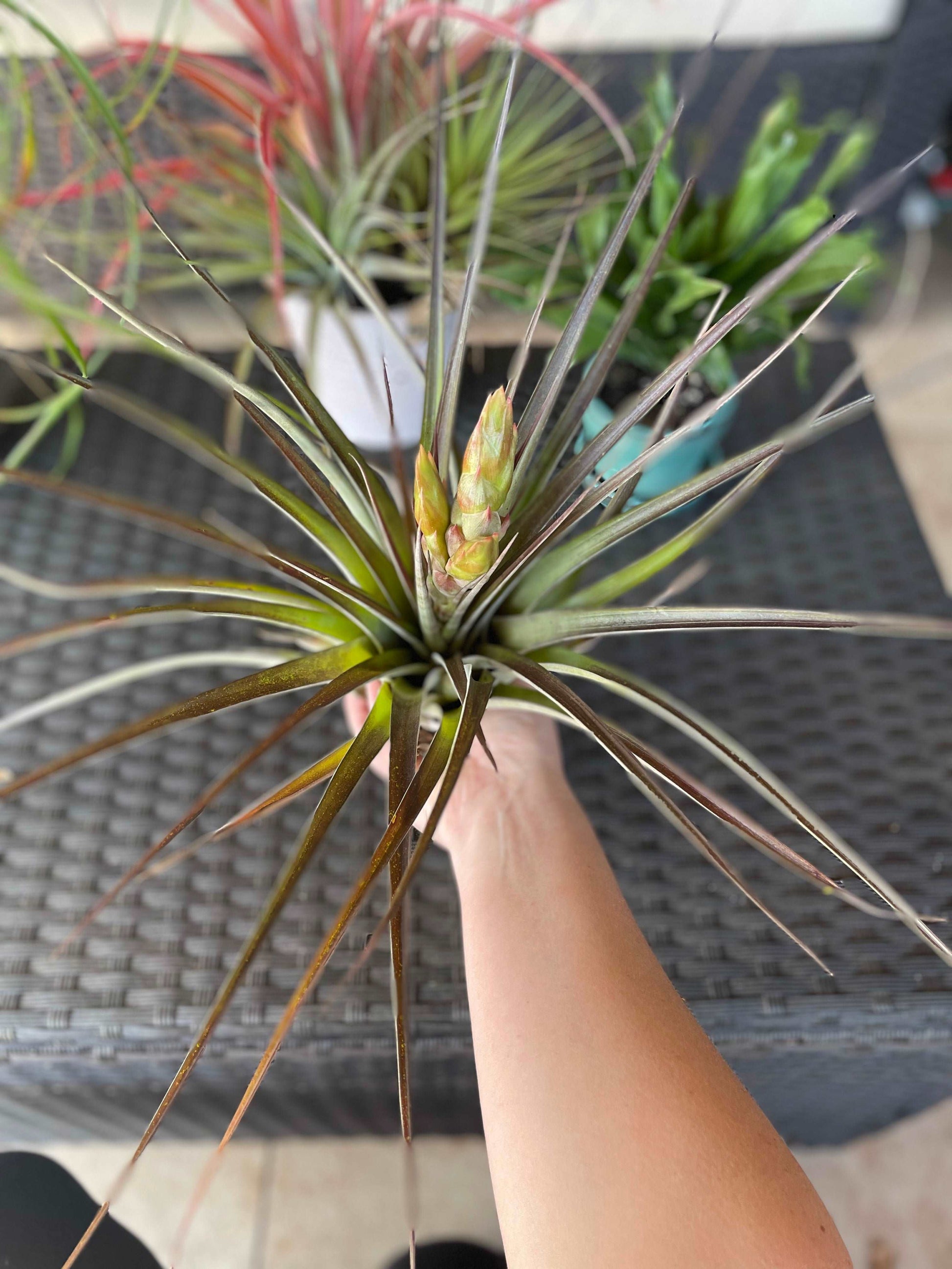 Fasciculata Tropiflora Lovehopegrow