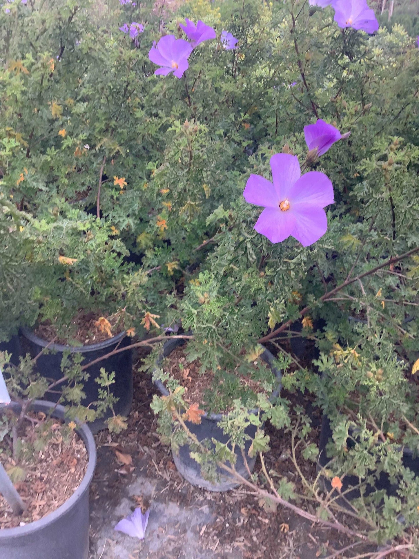 Blue Hibiscus Santa Cruz Alyogyne huegelii One Gallon Plant