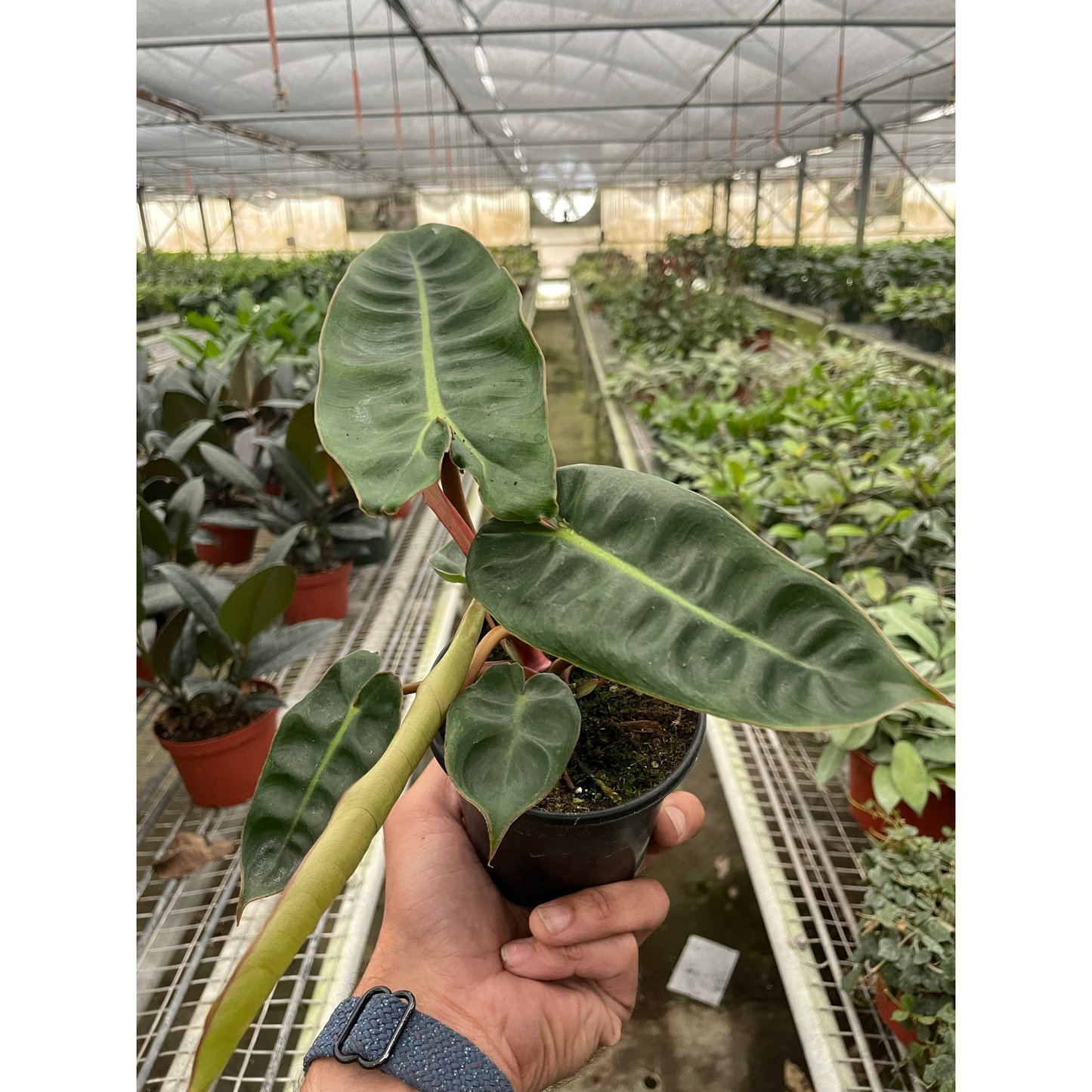 Philodendron 'Billietiae'