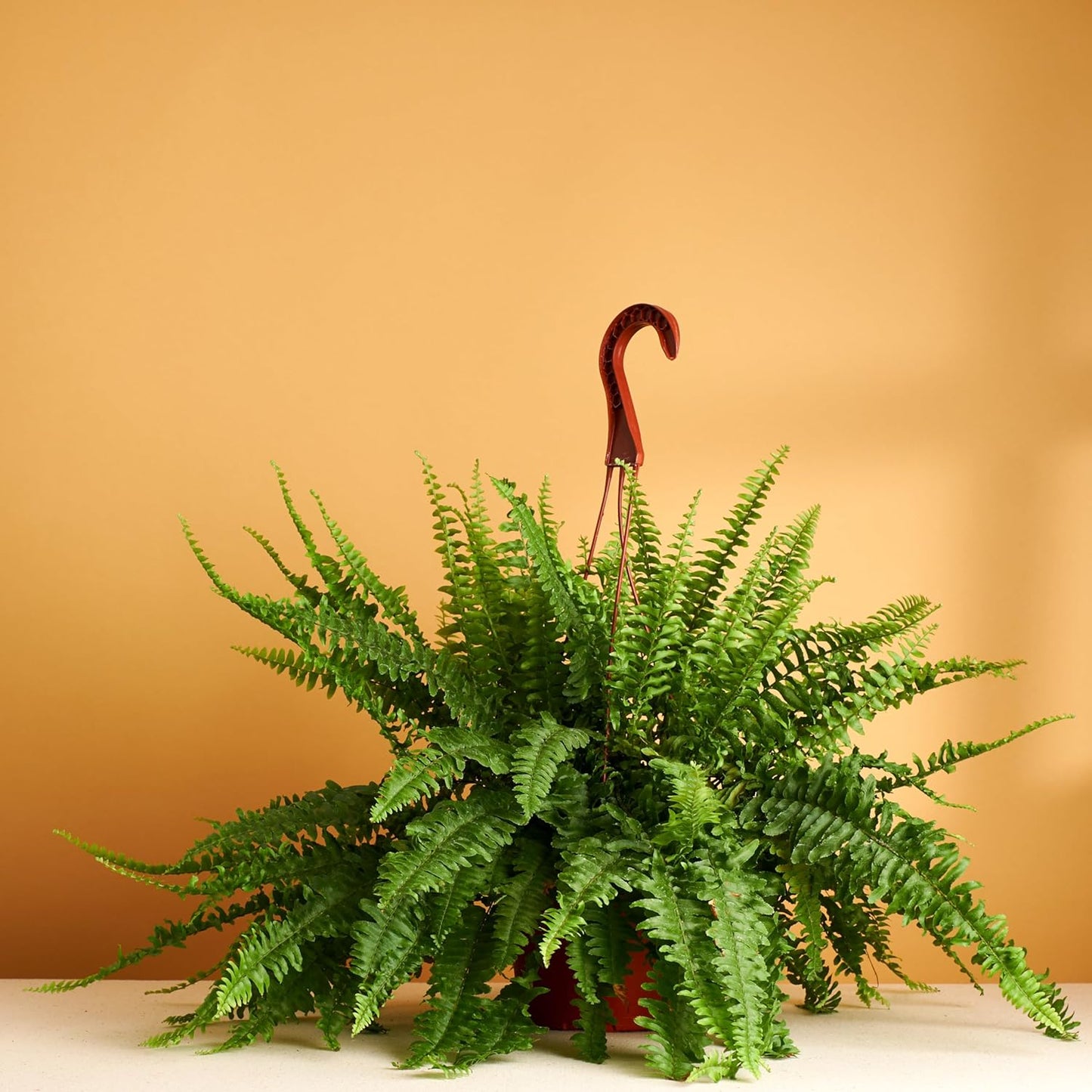 Kimberly Queen Fern