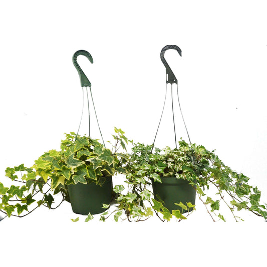 2 English Ivy Variety Pack - FREE Care Guide - 6" Hanging Pot House Plant Shop