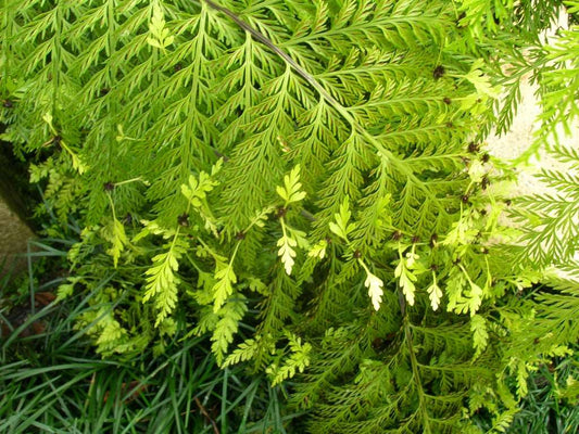 Mother Fern Asplenium bulbiferum Plant 1  Size Healthy Harvesters