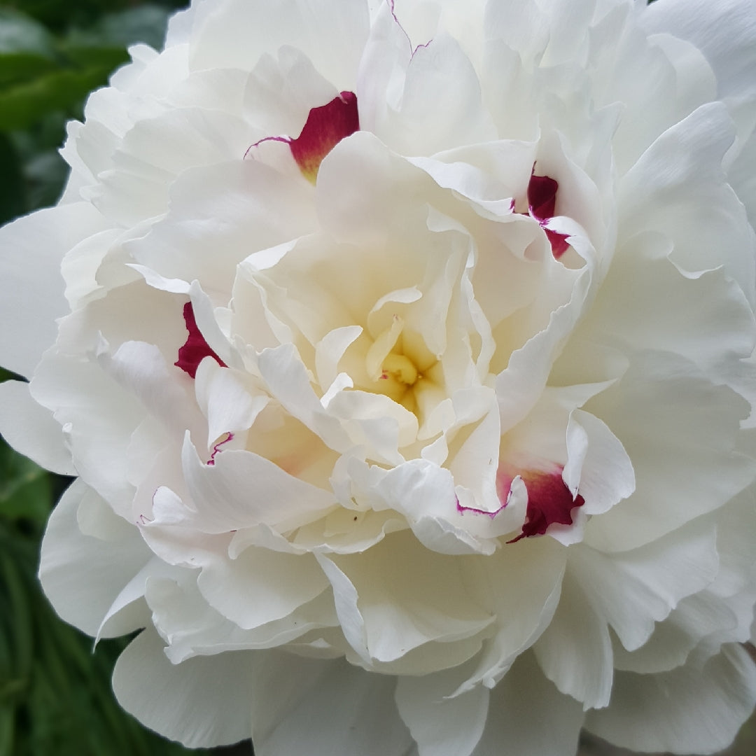 Peony 'Festiva Maxima'