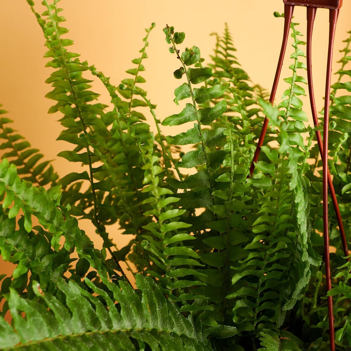 Kimberly Queen Fern