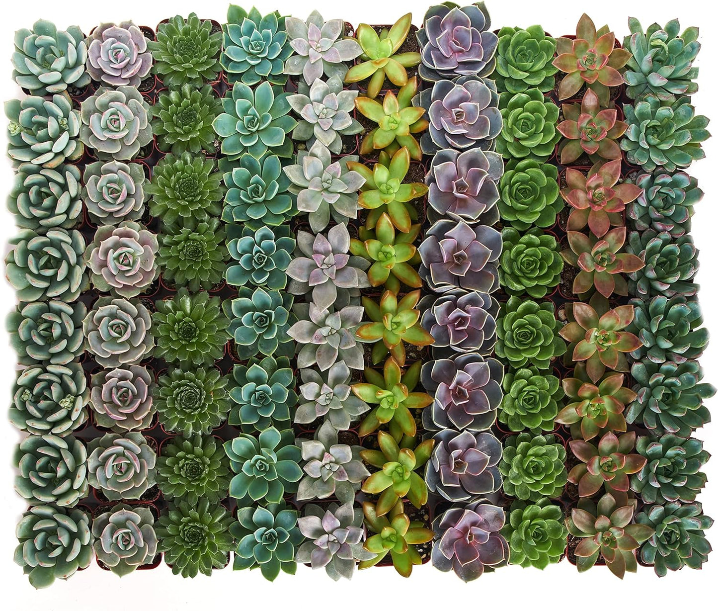 Rosette Succulent Collection