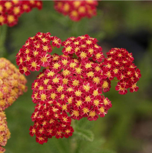 New Vintage Red Yarrow Achillea m. Balvinred Plant One Gallon Size Healthy Harvesters