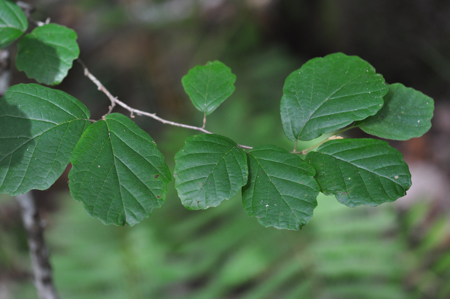 American Witch-Hazel