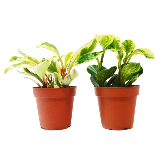 2 Peperomia Plants Variety Pack in 4" Pots - Baby Rubber Plants House Plant Shop