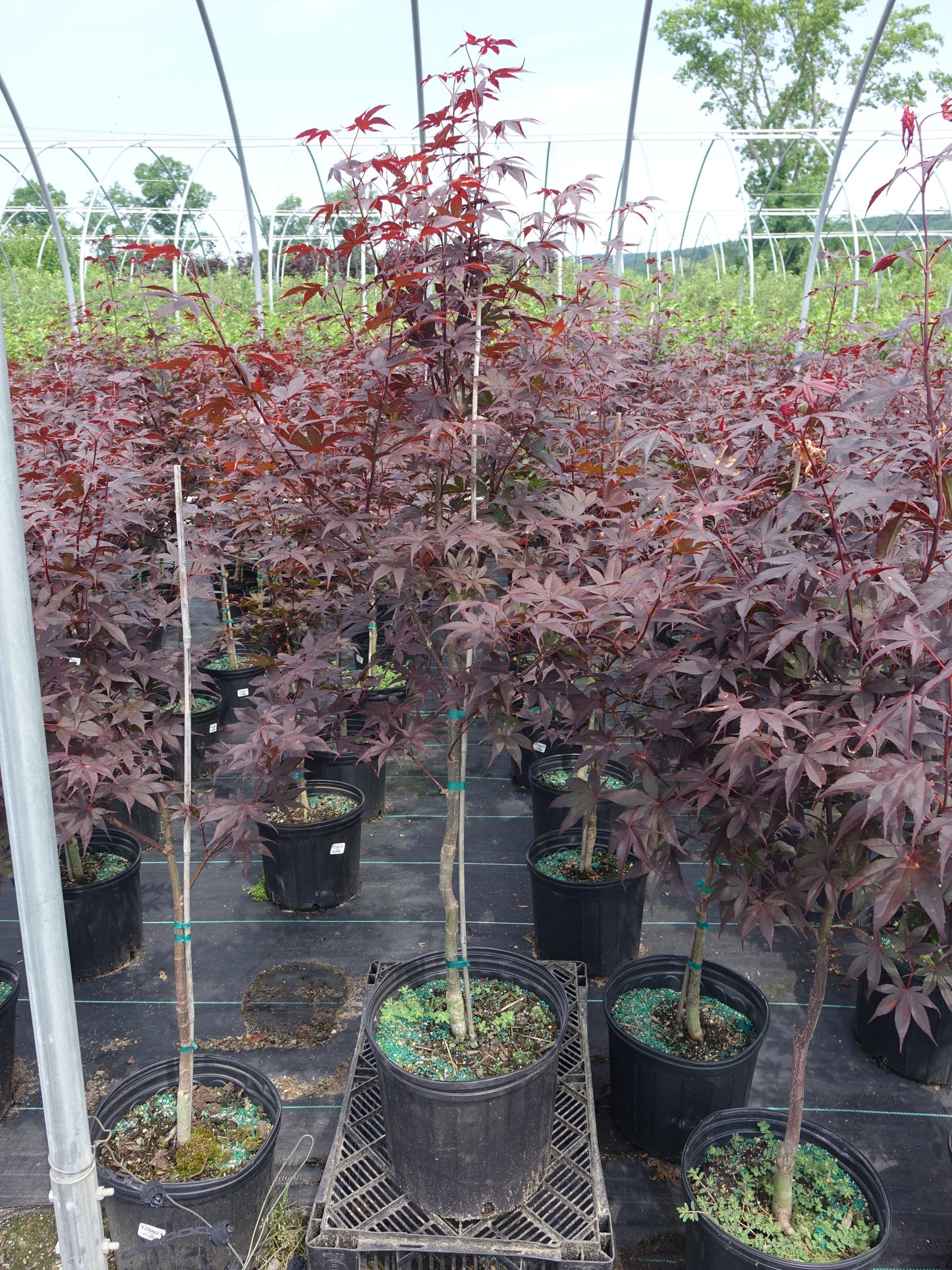 Bloodgood Japanese Maple