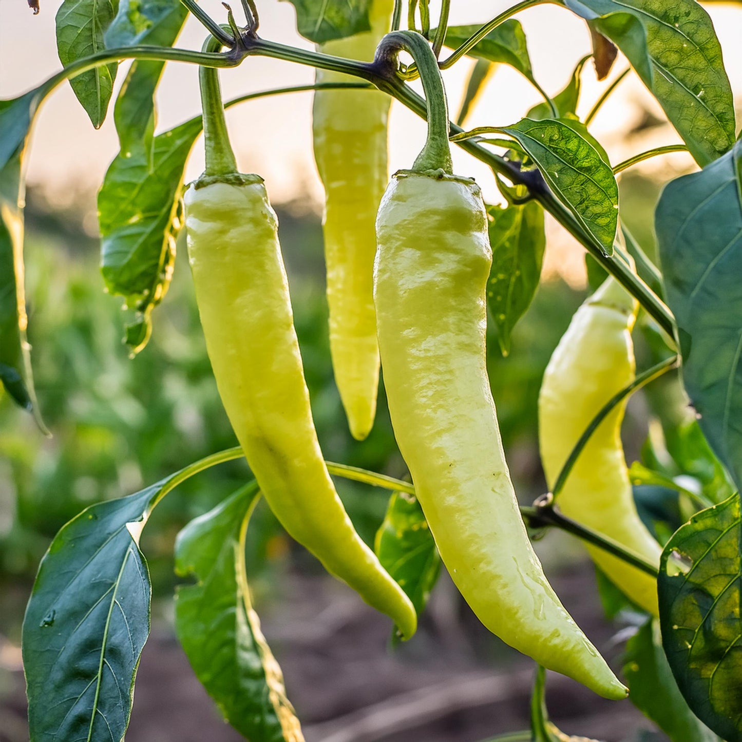 Sweet Banana Pepper Seeds