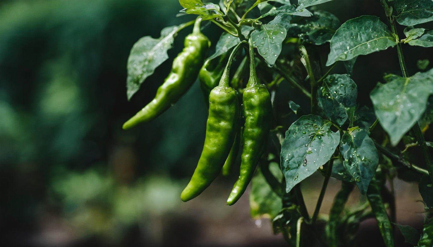 Shishito Japanese Pepper Seeds