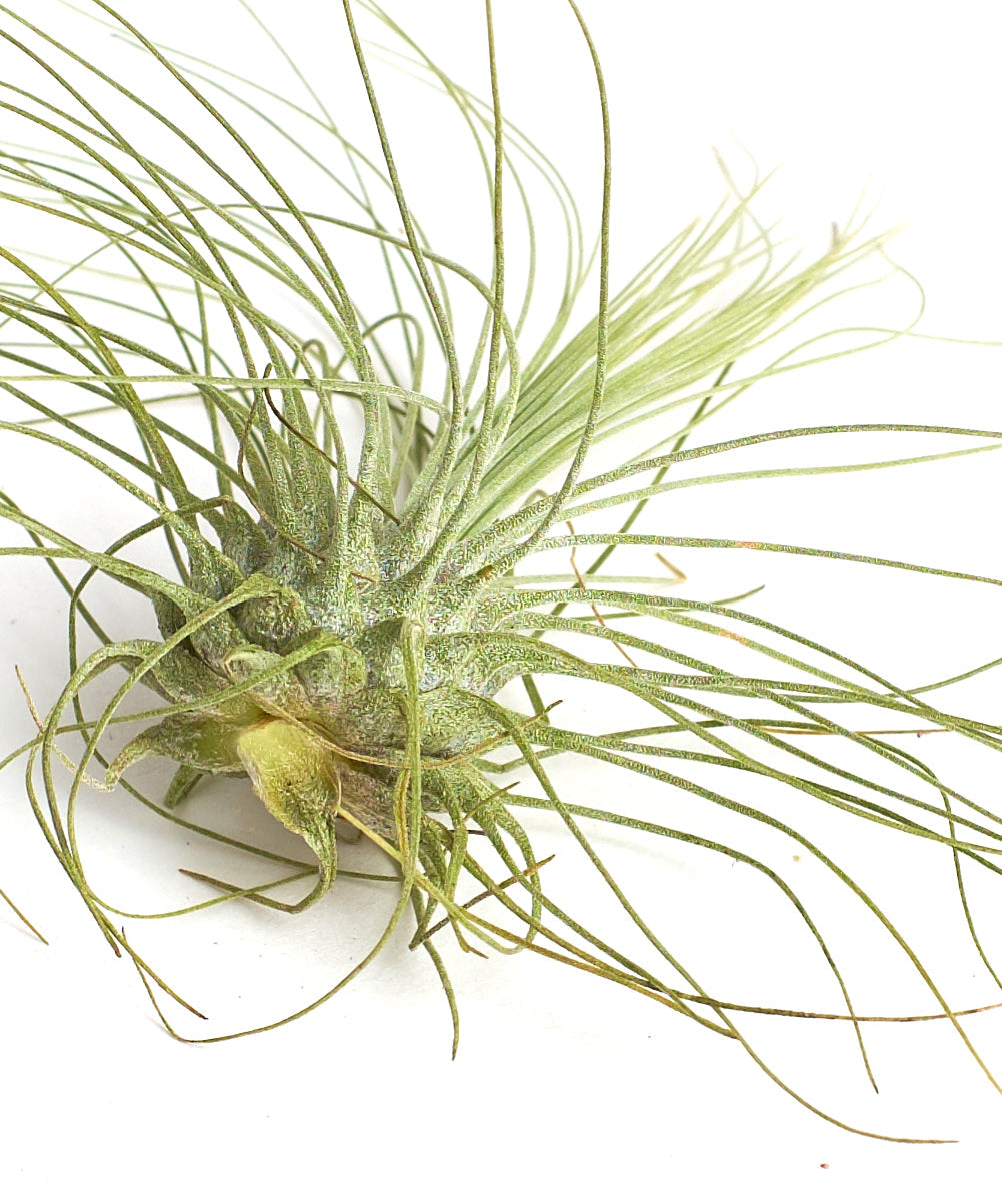 Tillandsia Argentea Fuchsii