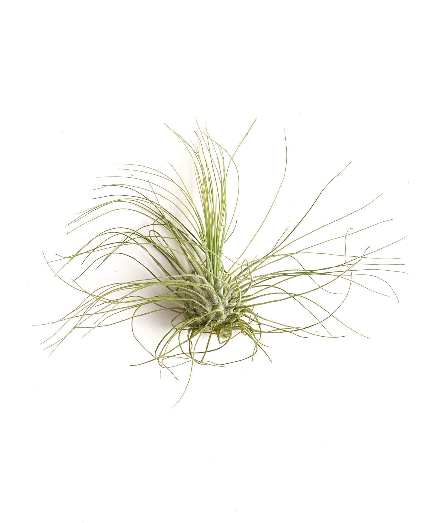 Tillandsia Argentea Fuchsii