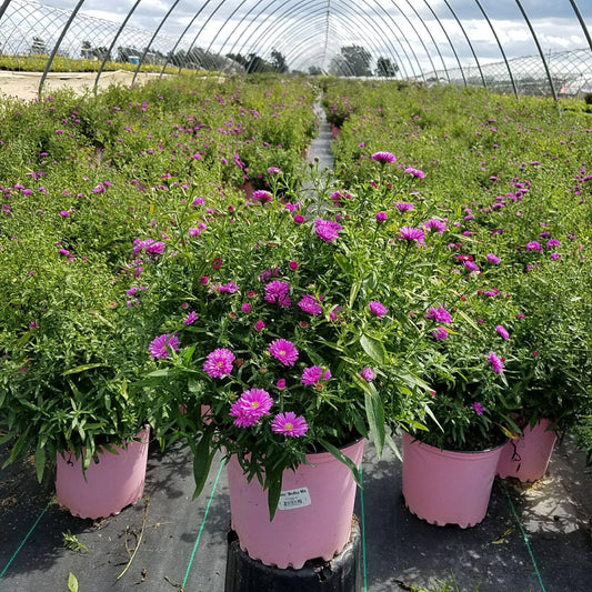 Mixed Medley of Asters