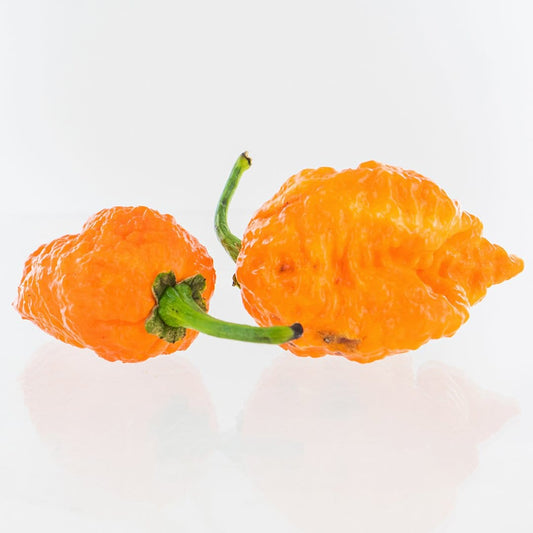 Apocalypse Scorpion X Jays Peach Ghost Scorpion Pepper Seeds