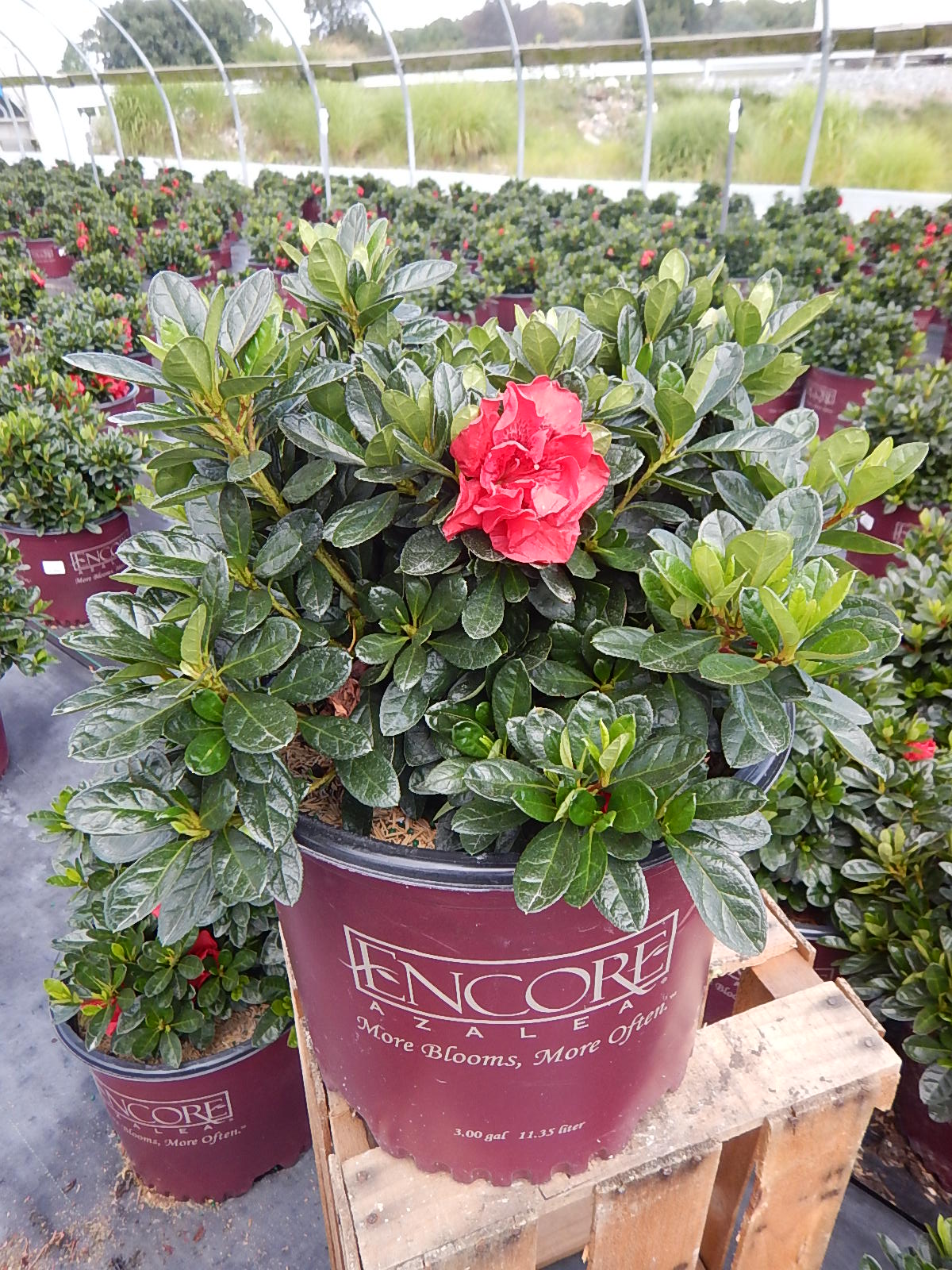 Encore® Autumn Fire® Reblooming Azalea