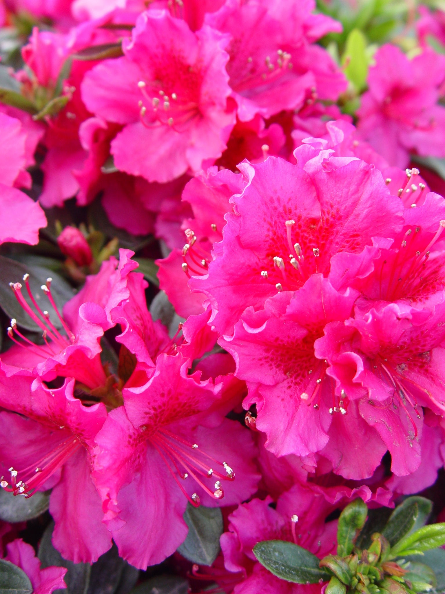 Girards Crimson Azalea – Healthy Harvesters