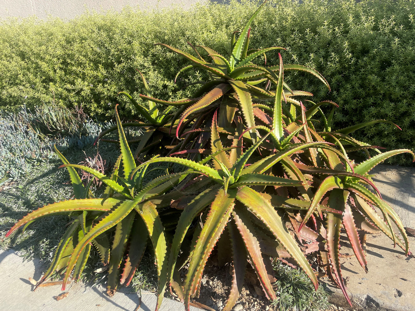 Aloe Cameronii