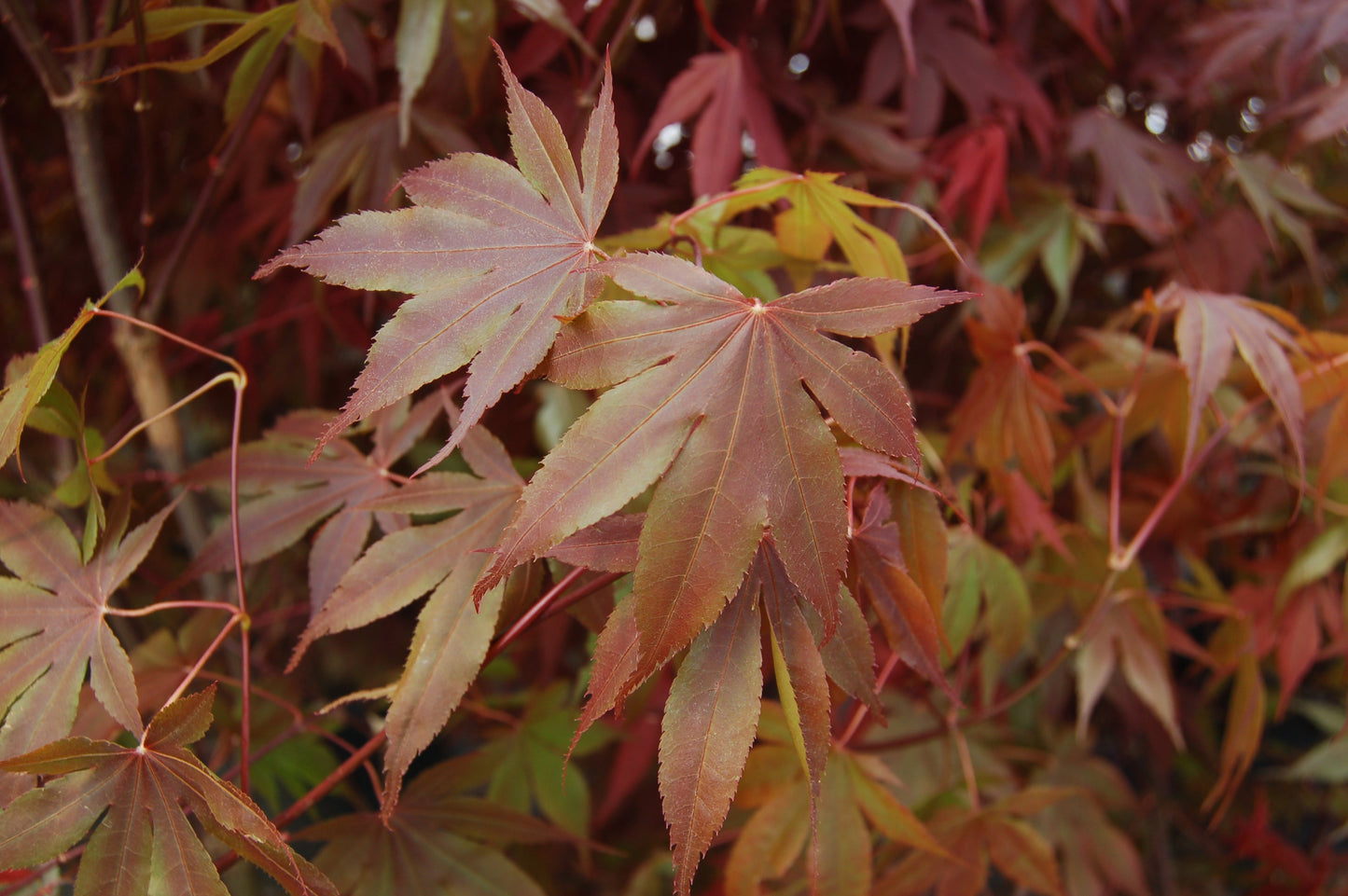 Bloodgood Japanese Maple