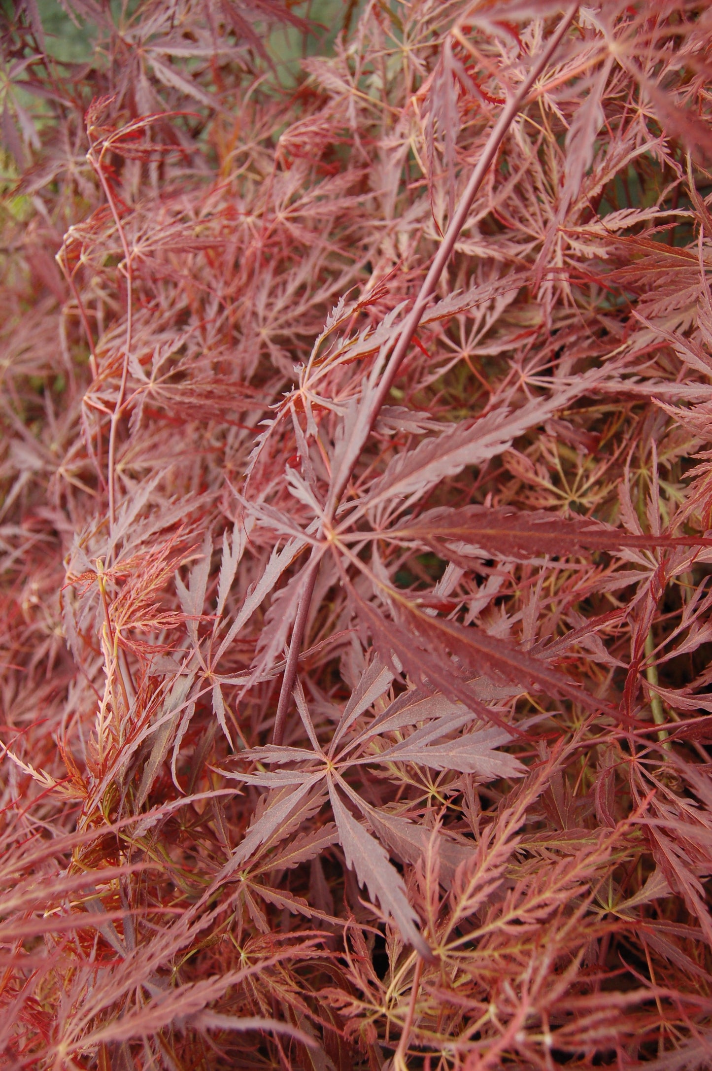 Crimson Queen Weeping Japanese Maple