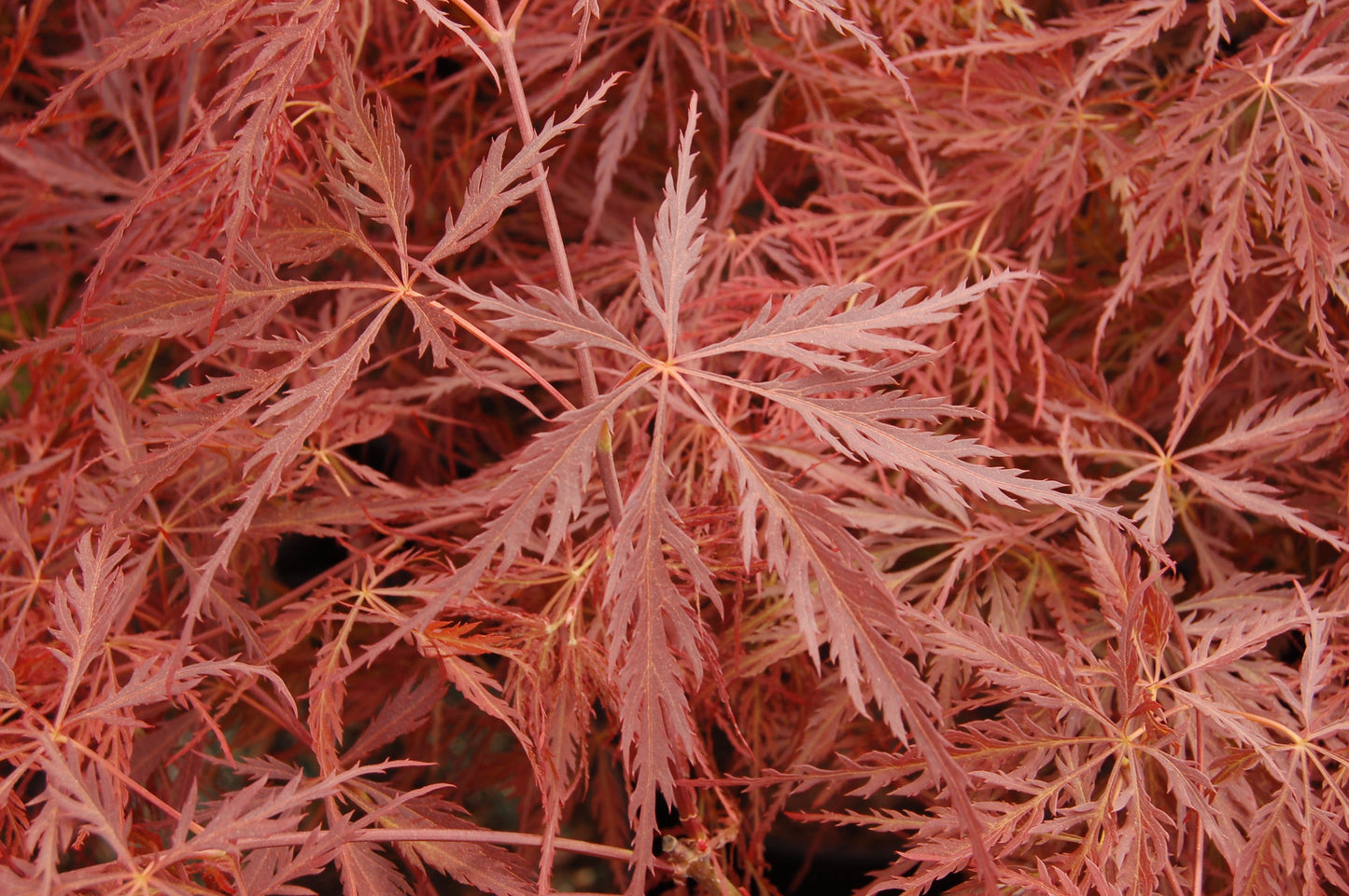 Crimson Queen Weeping Japanese Maple