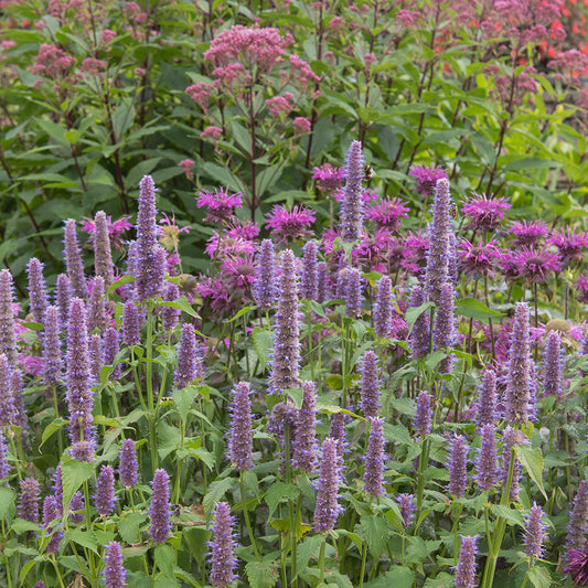 Anise Hyssop