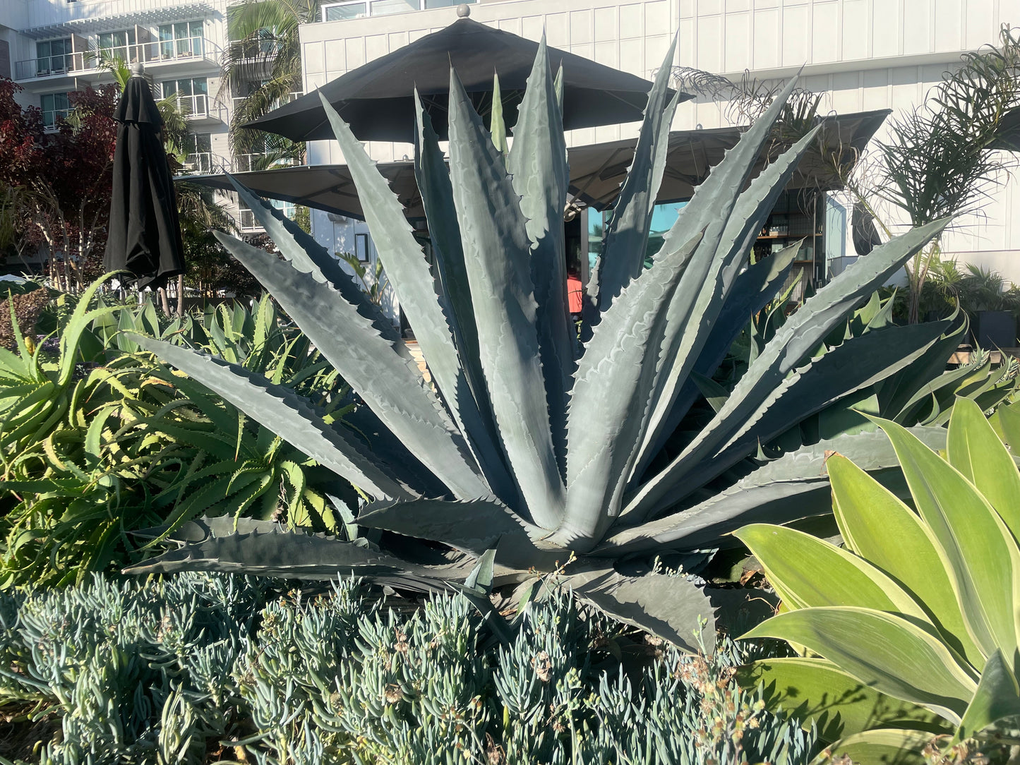 Agave Americana