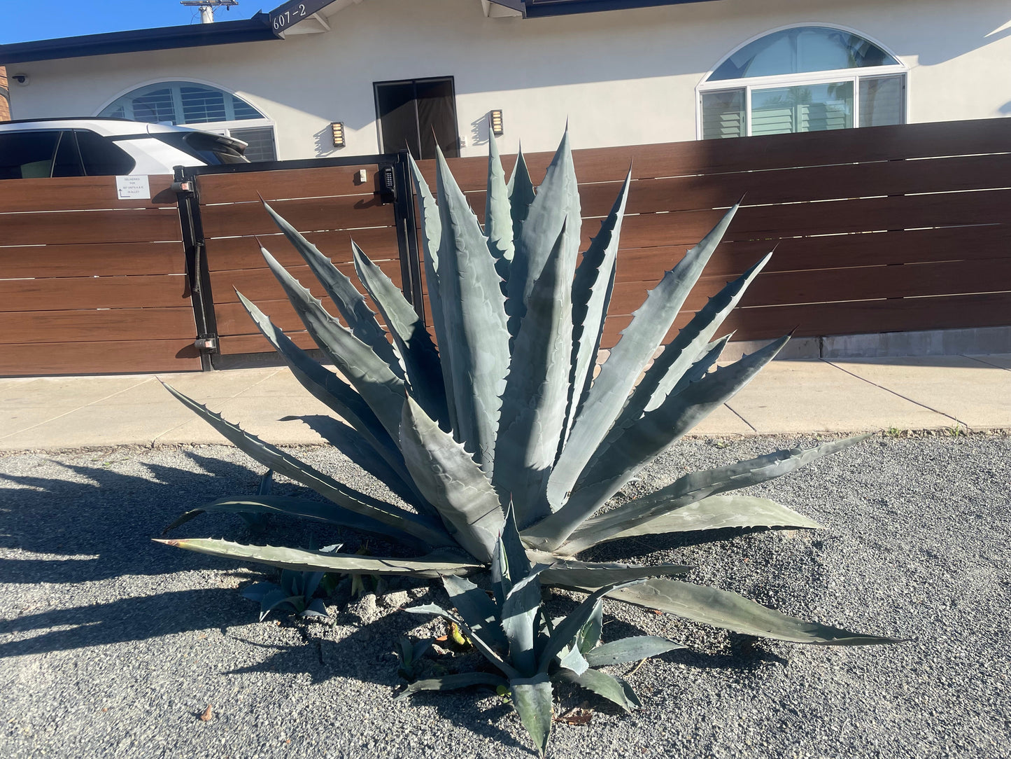 Agave Americana