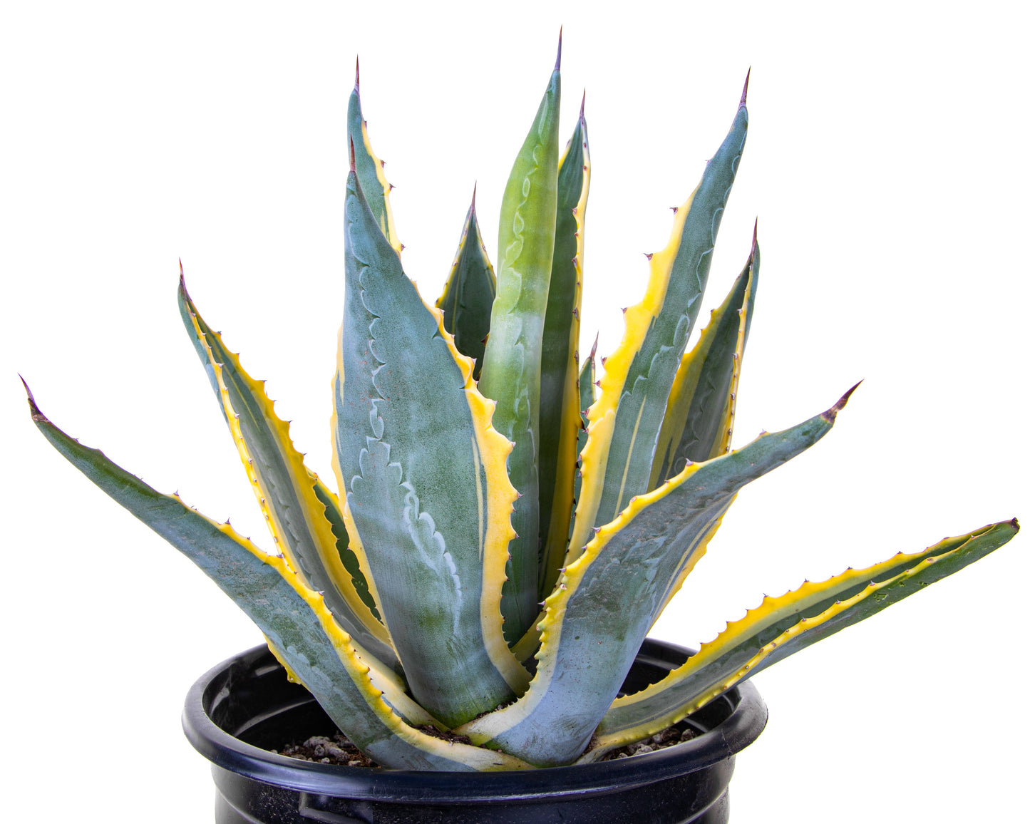 Agave Americana Variegata