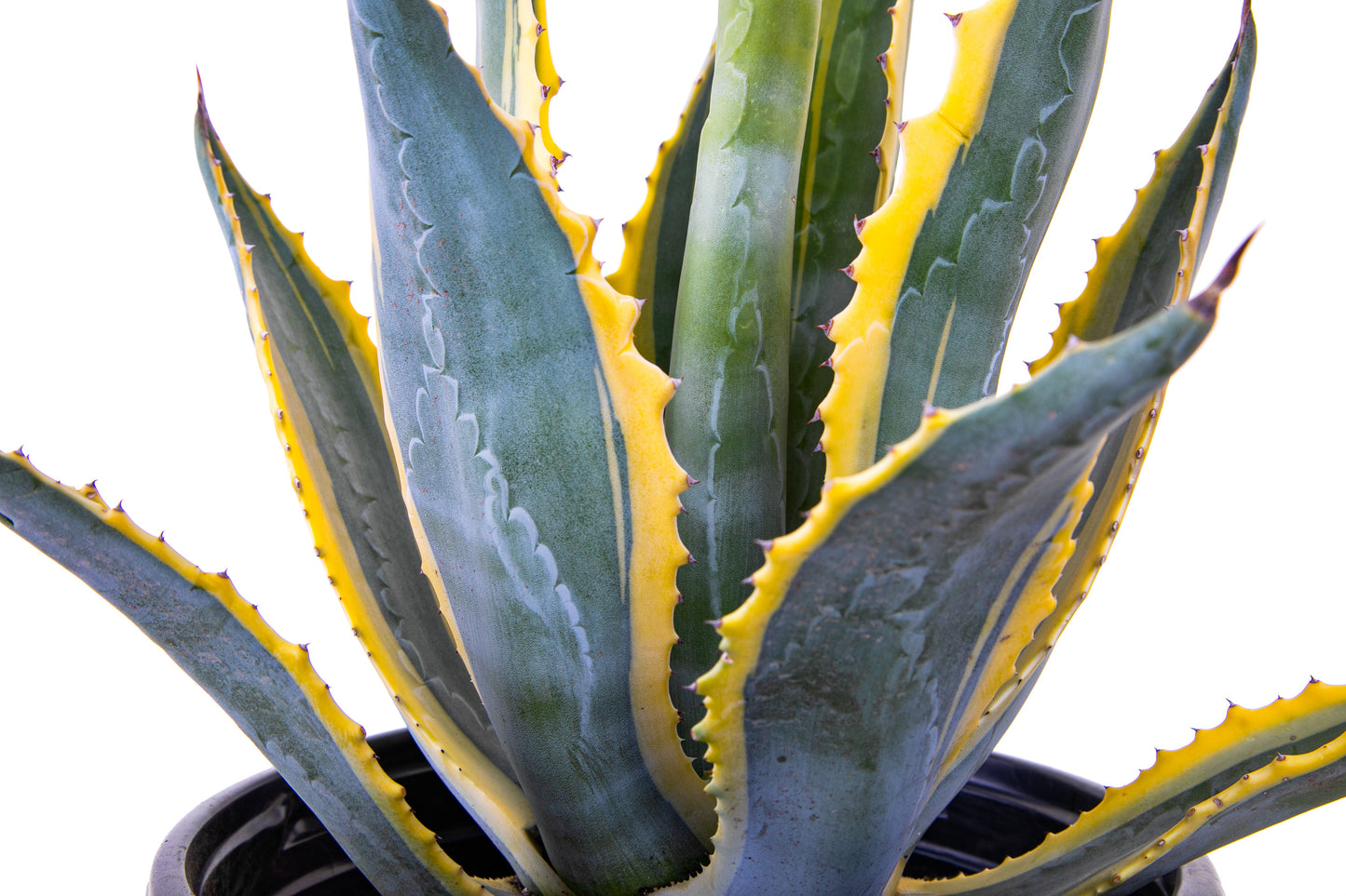 Agave Americana Variegata