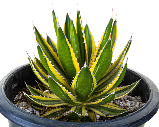 Agave Lophantha Quadricolor