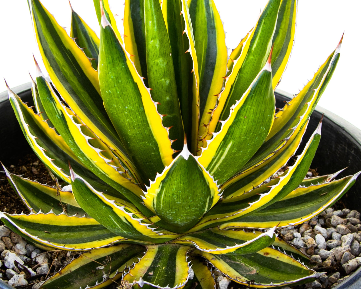 Agave Lophantha Quadricolor