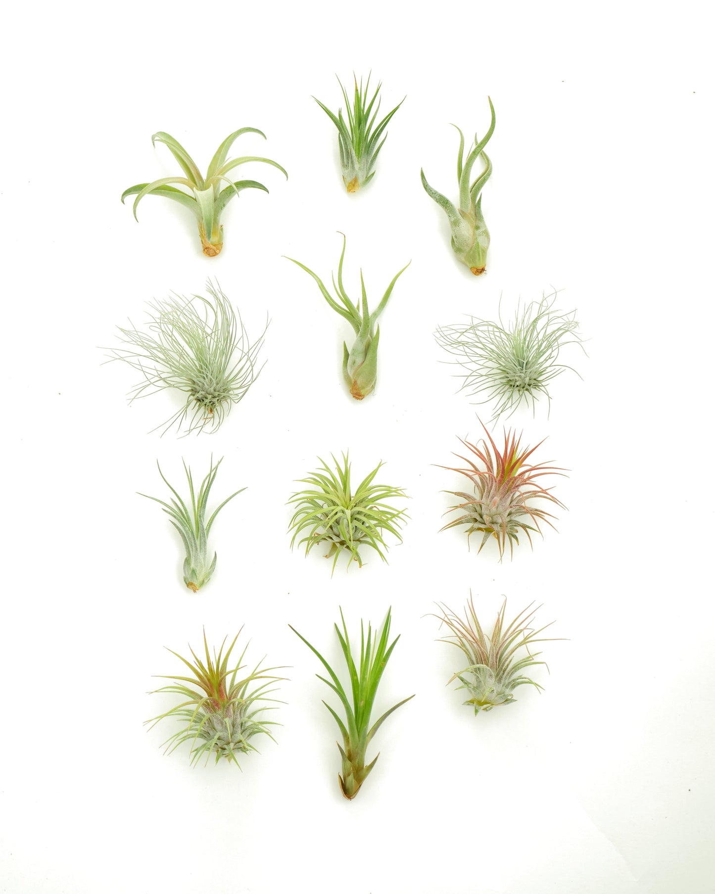 Assorted Mini Air Plant Collection