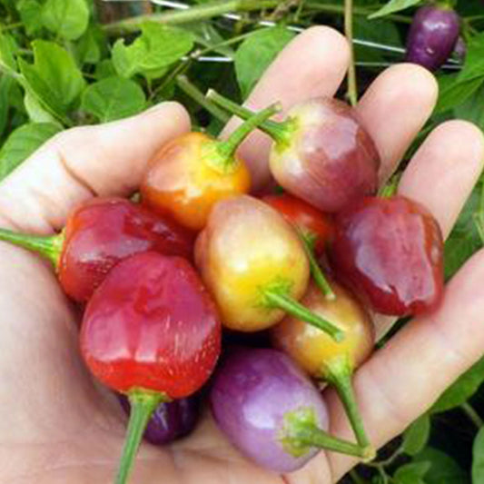 Aji Ayuyo Pepper Seeds