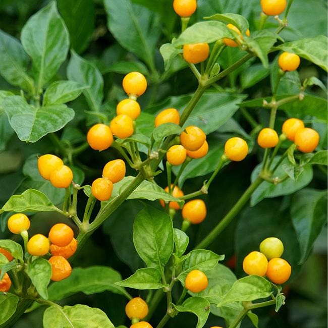 Aji Charapita Pepper Seeds