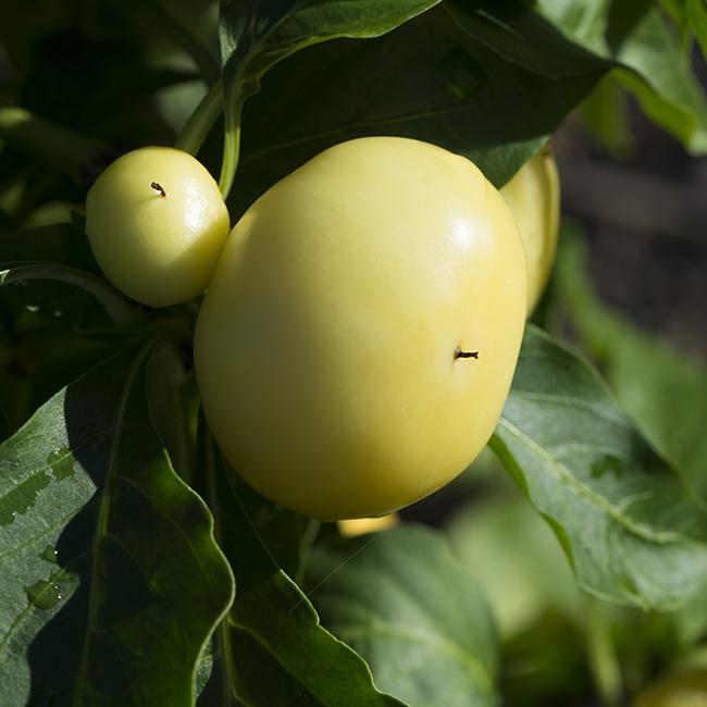 Alma Paprika Pepper Seeds