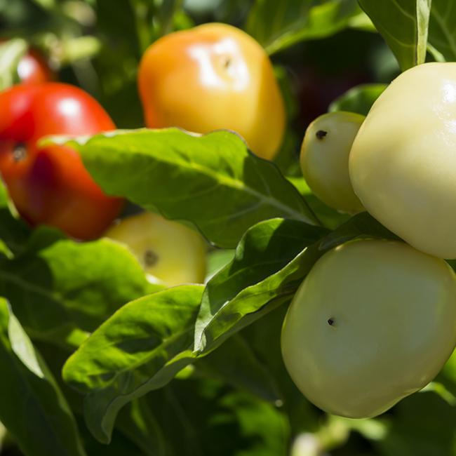 Alma Paprika Pepper Seeds