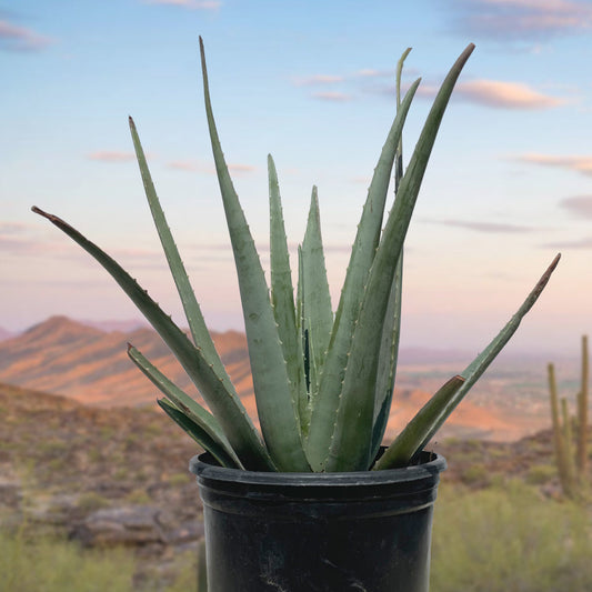 Aloe Barbadensis