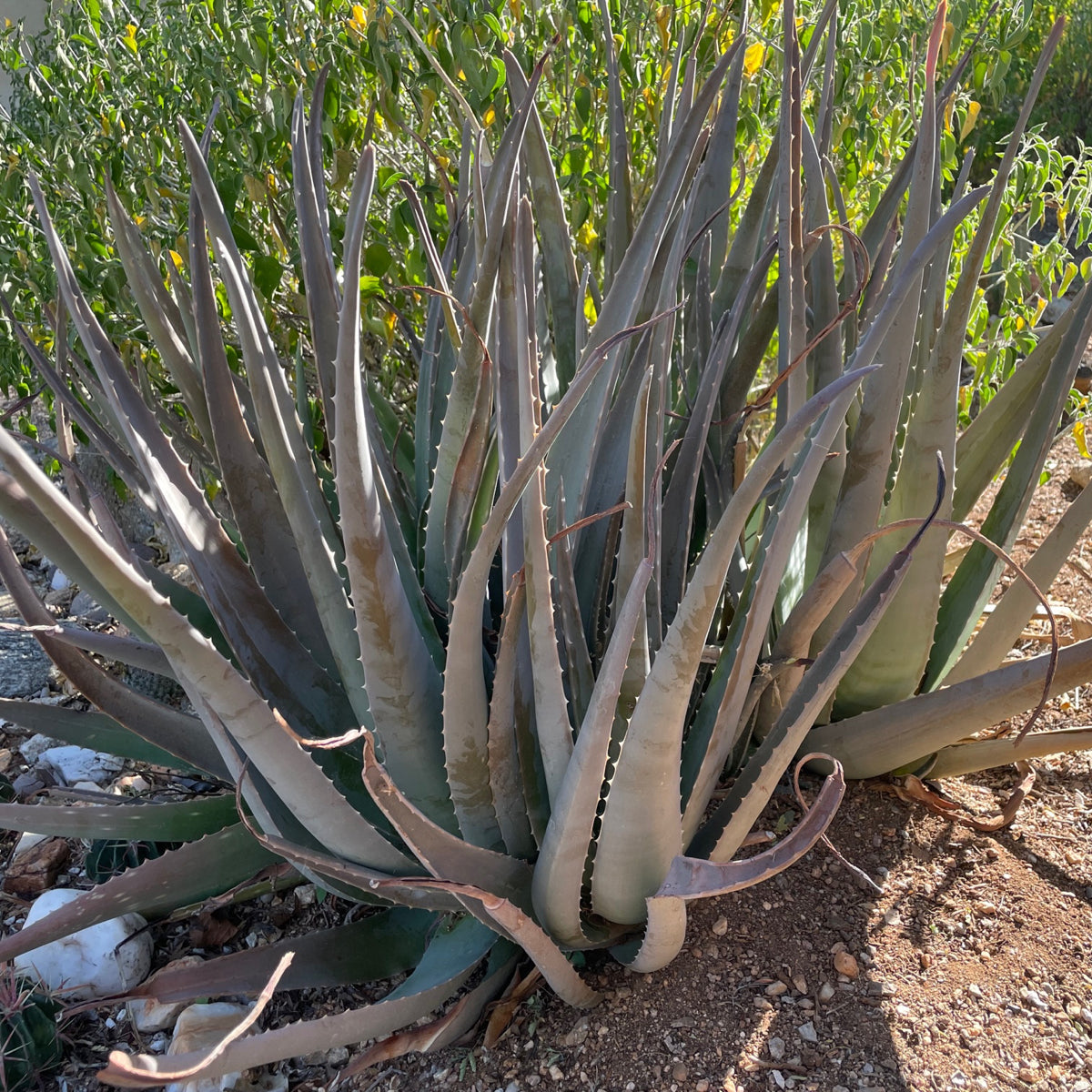 Aloe Barbadensis