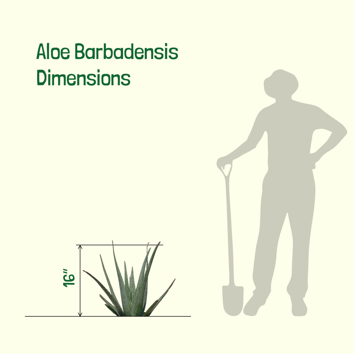 Aloe Barbadensis