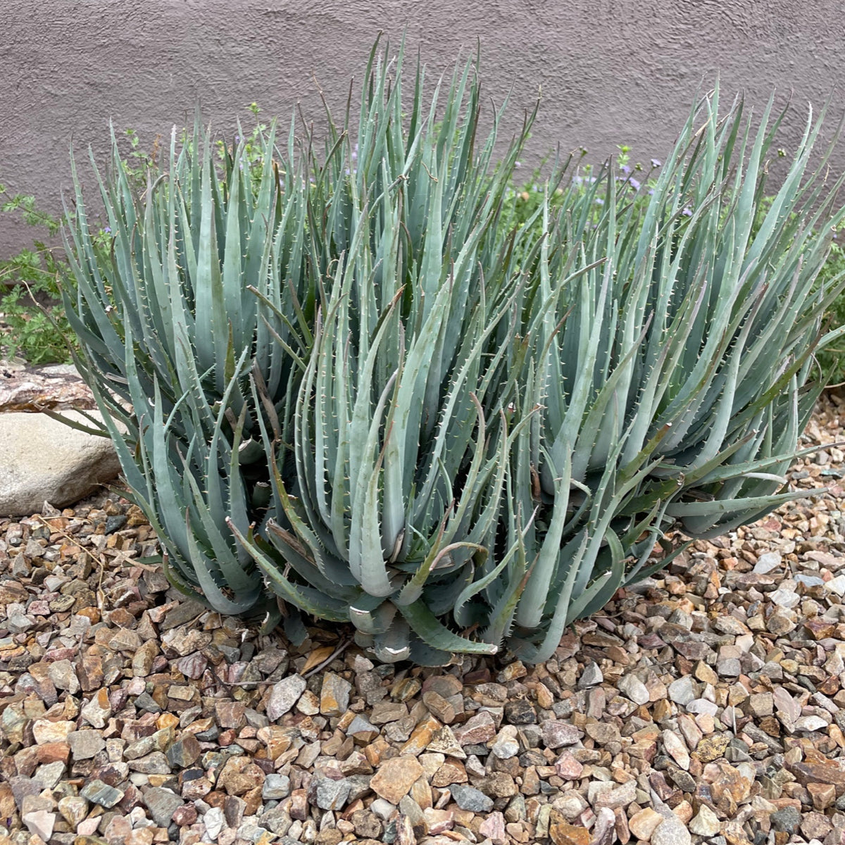 Aloe "Blue Elf"