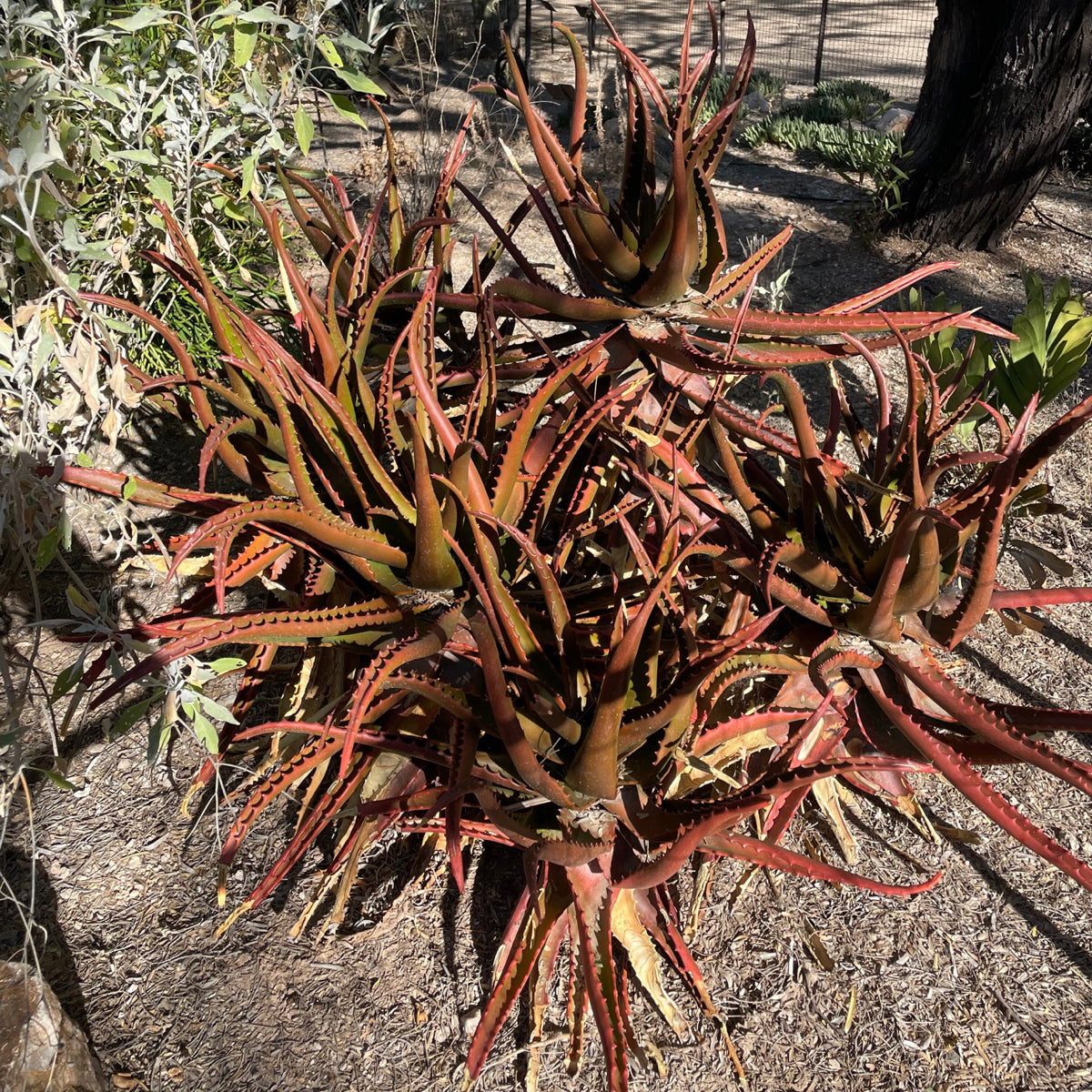 Aloe Cameronii