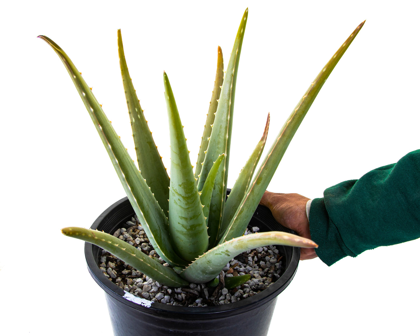 Aloe Barbadensis