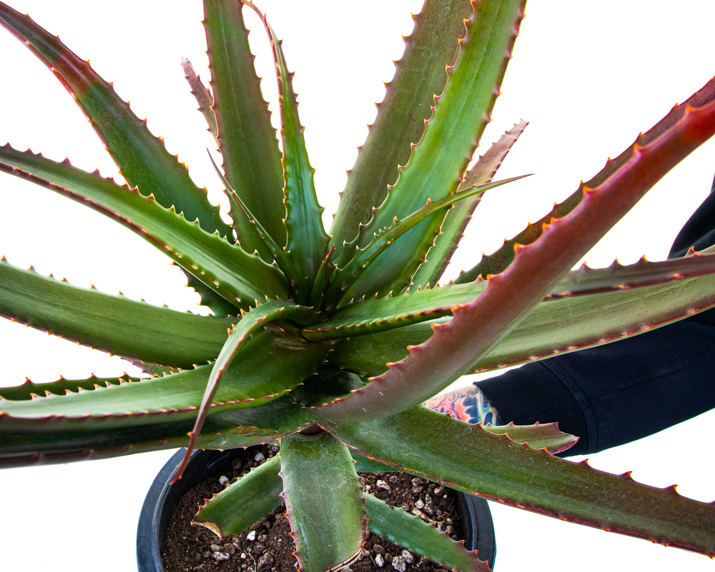 Aloe Cameronii