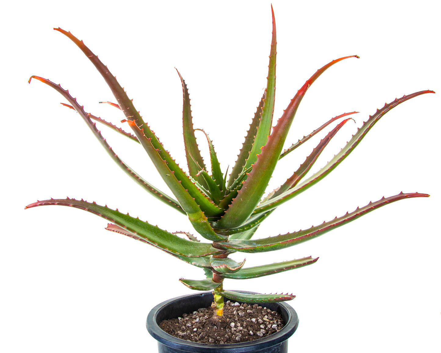 Aloe Cameronii