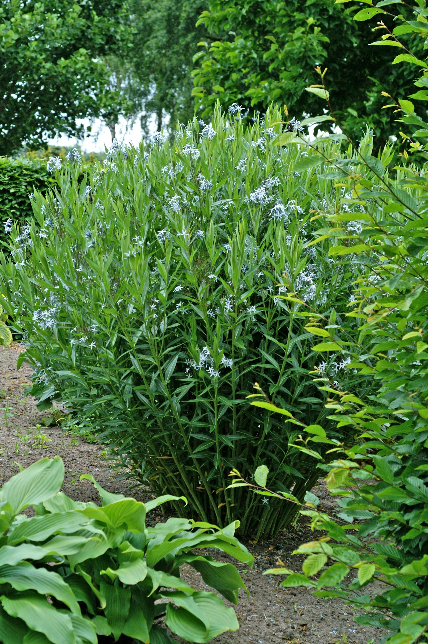 Eastern Bluestar