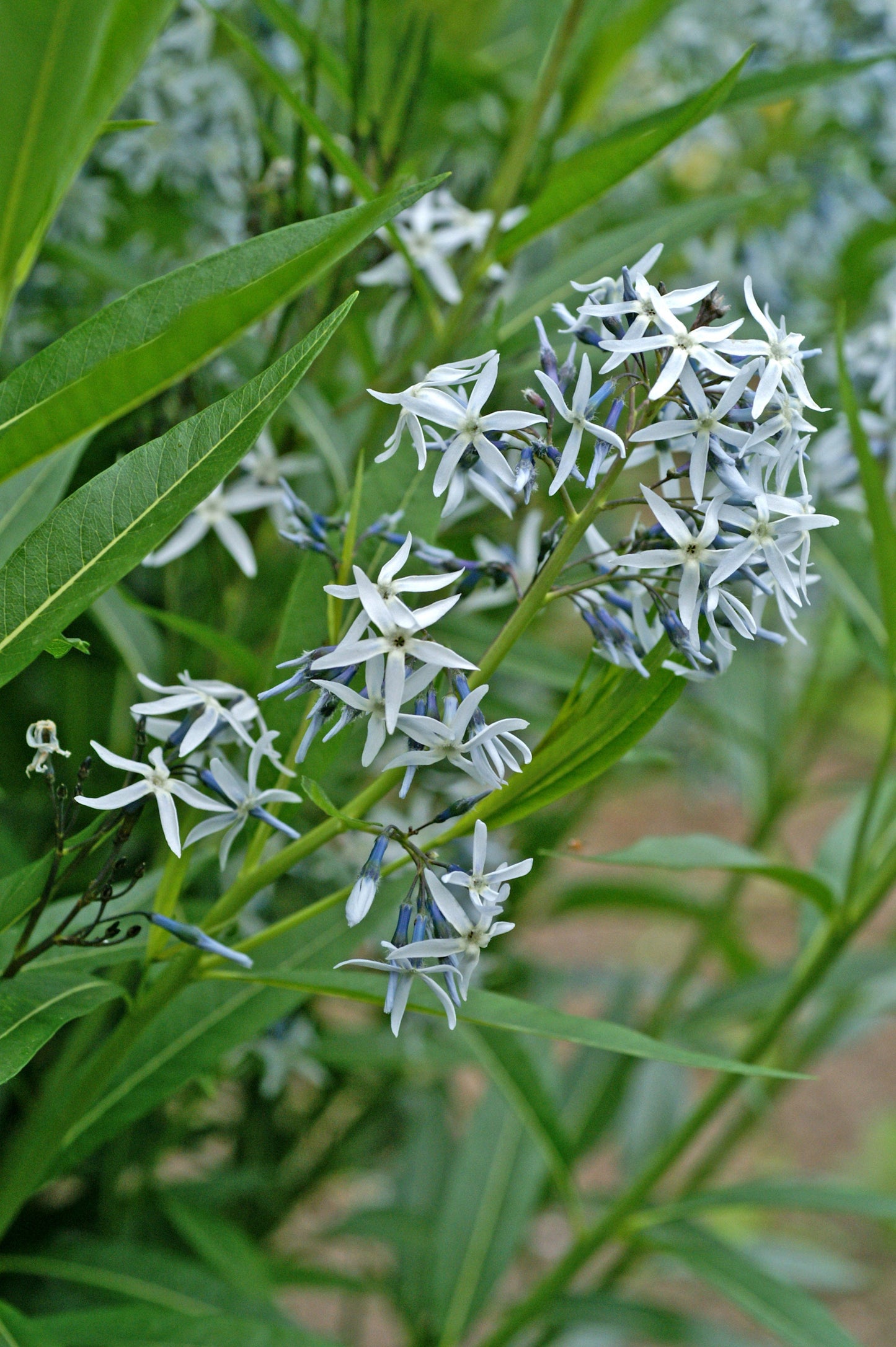 Eastern Bluestar