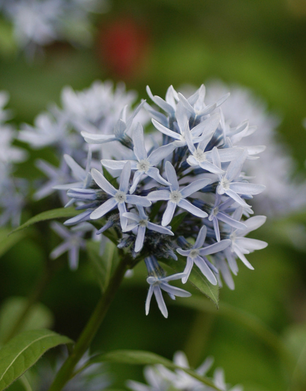 Eastern Bluestar